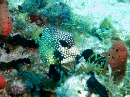 Smooth Trunkfish IMG 3007
